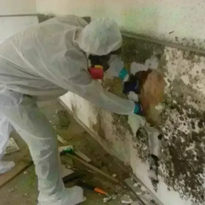 Mold Remediation and Removal in Gravette, AR